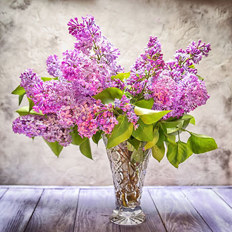 lilacs