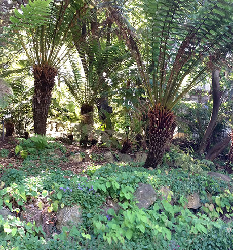 tree ferns