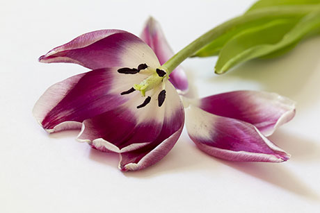 tulip with petals fallen